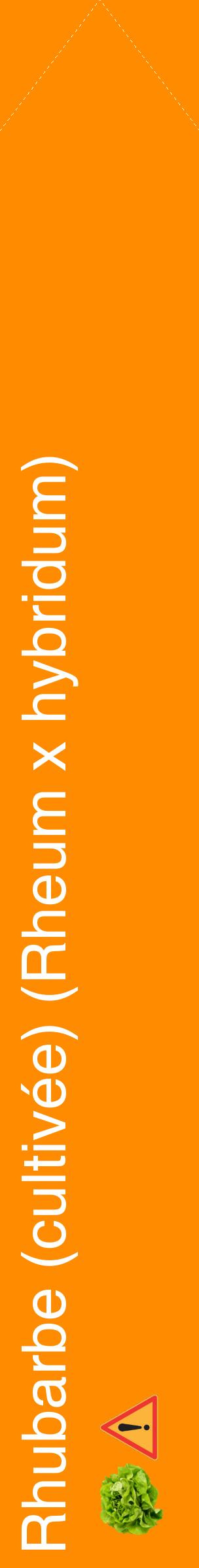 Étiquette de : Rheum x hybridum - format c - style blanche23_simplehel avec comestibilité simplifiée