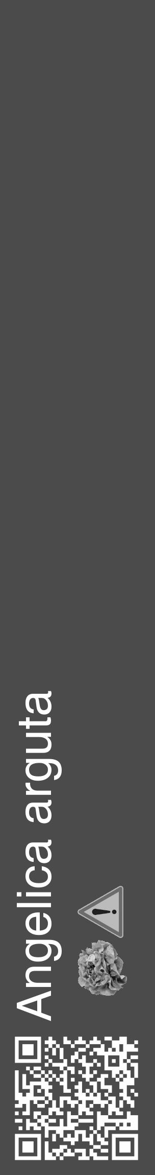 Étiquette de : Angelica arguta - format c - style blanche9_basique_basiquehel avec qrcode et comestibilité simplifiée - position verticale