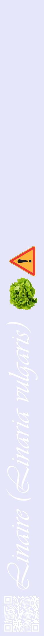 Étiquette de : Linaria vulgaris - format a - style blanche55viv avec qrcode et comestibilité simplifiée