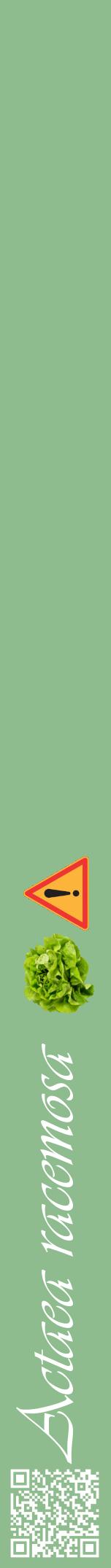 Étiquette de : Actaea racemosa - format a - style blanche13viv avec qrcode et comestibilité simplifiée