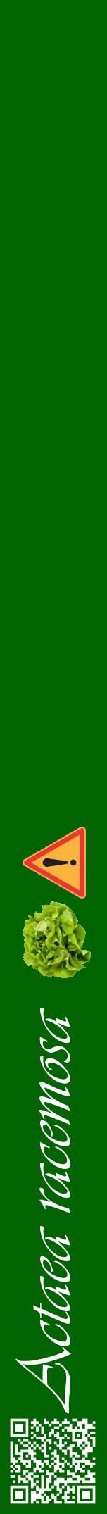 Étiquette de : Actaea racemosa - format a - style blanche8viv avec qrcode et comestibilité simplifiée