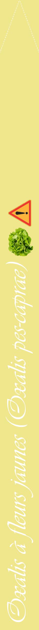 Étiquette de : Oxalis pes-caprae - format b - style blanche20viv avec comestibilité simplifiée