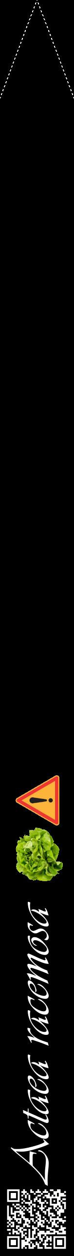 Étiquette de : Actaea racemosa - format b - style blanche59viv avec qrcode et comestibilité simplifiée