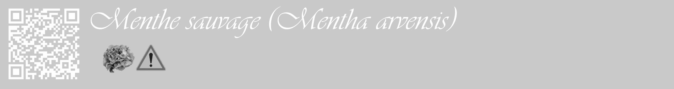 Étiquette de : Mentha arvensis - format c - style blanche54_basique_basiqueviv avec qrcode et comestibilité simplifiée
