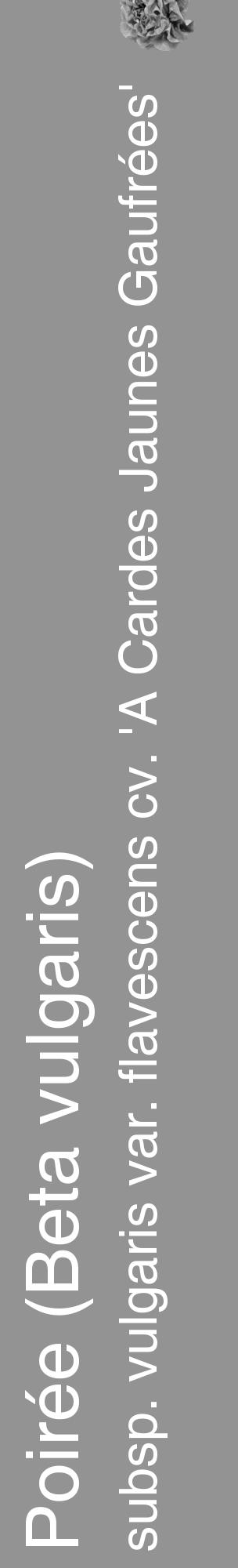 Étiquette de : Beta vulgaris subsp. vulgaris var. flavescens cv. 'A Cardes Jaunes Gaufrées' - format c - style blanche44_basique_basiquehel avec comestibilité simplifiée - position verticale