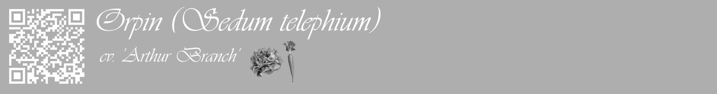 Étiquette de : Sedum telephium cv. 'Arthur Branch' - format c - style blanche53basique_basique_basiqueviv avec qrcode et comestibilité simplifiée