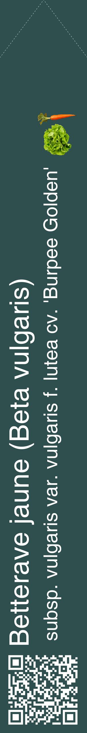 Étiquette de : Beta vulgaris subsp. vulgaris var. vulgaris f. lutea cv. 'Burpee Golden' - format c - style blanche58_simplehel avec qrcode et comestibilité simplifiée