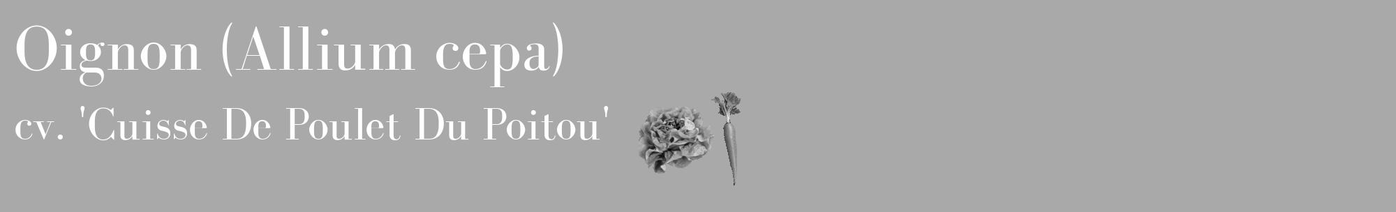 Étiquette de : Allium cepa cv. 'Cuisse De Poulet Du Poitou' - format c - style blanche13_basique_basiquebod avec comestibilité simplifiée