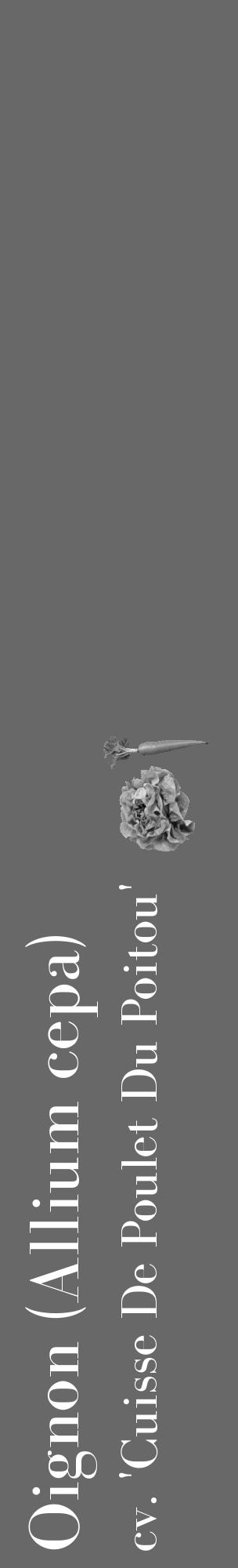 Étiquette de : Allium cepa cv. 'Cuisse De Poulet Du Poitou' - format c - style blanche43_basique_basiquebod avec comestibilité simplifiée - position verticale