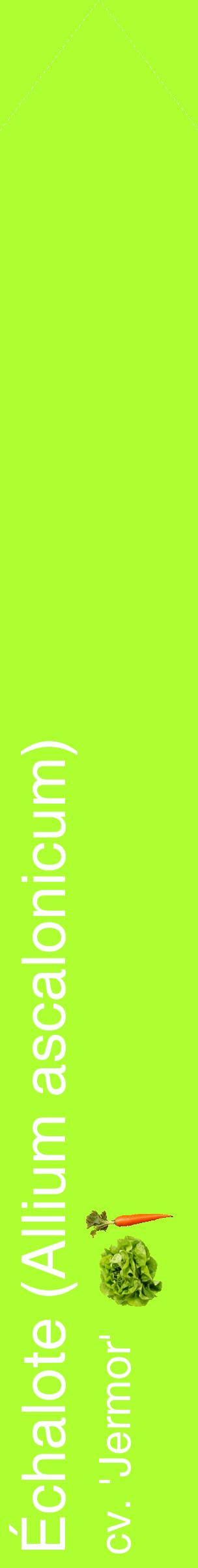 Étiquette de : Allium ascalonicum cv. 'Jermor' - format c - style blanche17_simple_simplehel avec comestibilité simplifiée - position verticale