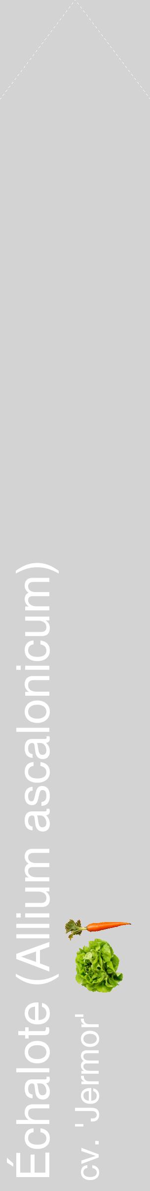 Étiquette de : Allium ascalonicum cv. 'Jermor' - format c - style blanche56_simplehel avec comestibilité simplifiée