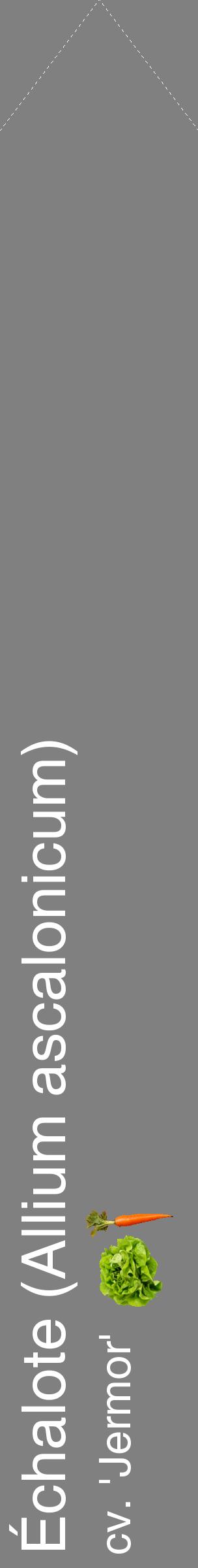 Étiquette de : Allium ascalonicum cv. 'Jermor' - format c - style blanche57_simplehel avec comestibilité simplifiée
