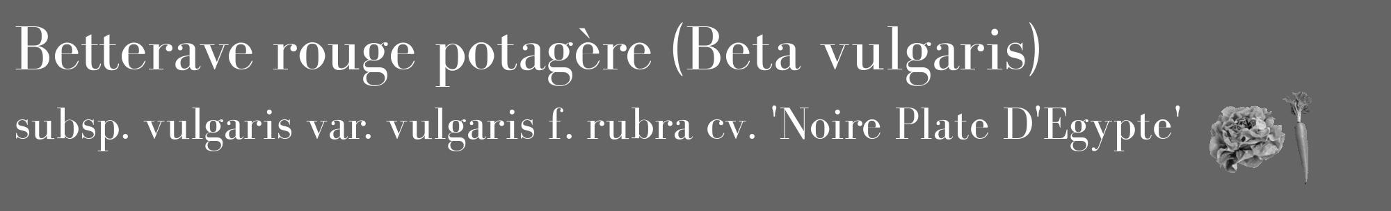 Étiquette de : Beta vulgaris subsp. vulgaris var. vulgaris f. rubra cv. 'Noire Plate D'Egypte' - format c - style blanche32_basique_basiquebod avec comestibilité simplifiée
