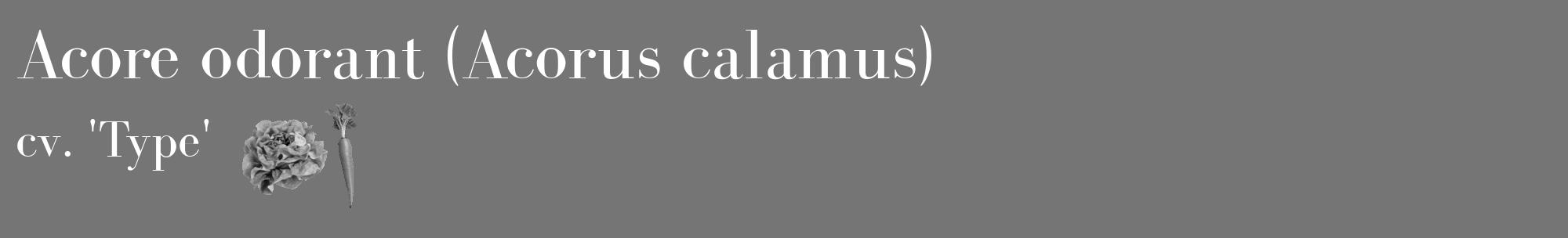 Étiquette de : Acorus calamus cv. 'Type' - format c - style blanche5_basique_basiquebod avec comestibilité simplifiée