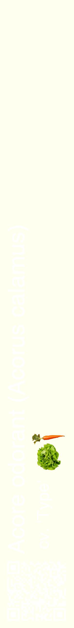 Étiquette de : Acorus calamus cv. 'Type' - format c - style blanche19_simplehel avec qrcode et comestibilité simplifiée