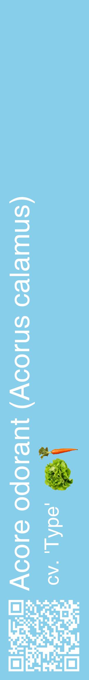 Étiquette de : Acorus calamus cv. 'Type' - format c - style blanche1_basiquehel avec qrcode et comestibilité simplifiée