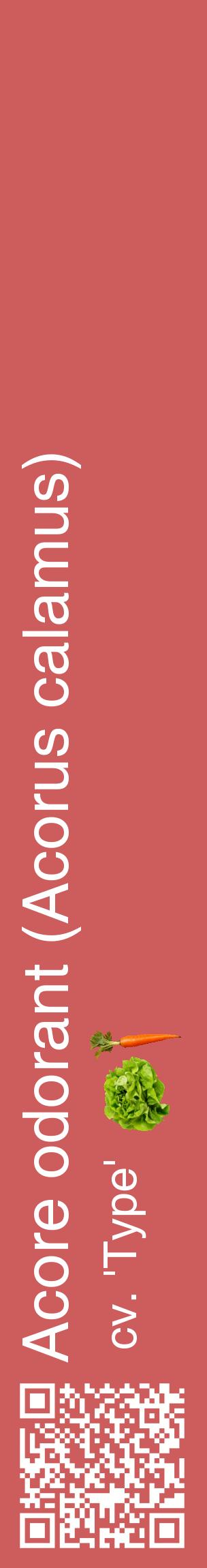 Étiquette de : Acorus calamus cv. 'Type' - format c - style blanche35_basiquehel avec qrcode et comestibilité simplifiée
