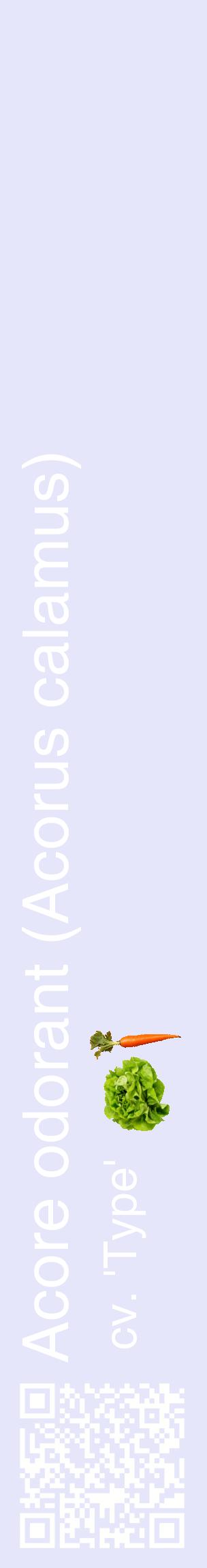 Étiquette de : Acorus calamus cv. 'Type' - format c - style blanche55_basiquehel avec qrcode et comestibilité simplifiée