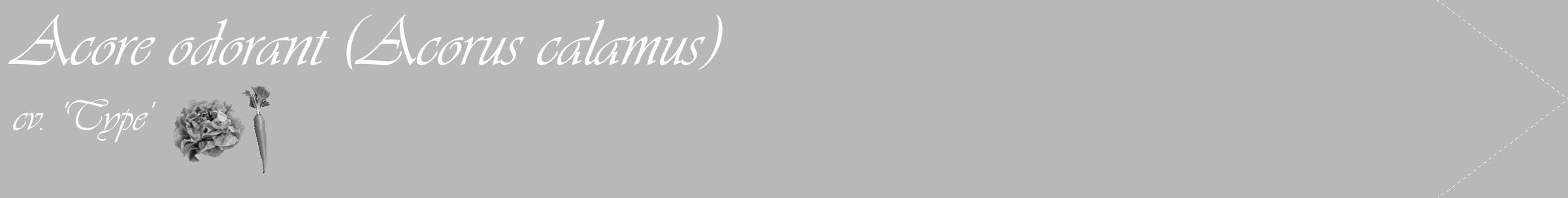 Étiquette de : Acorus calamus cv. 'Type' - format c - style blanche39_simple_simpleviv avec comestibilité simplifiée