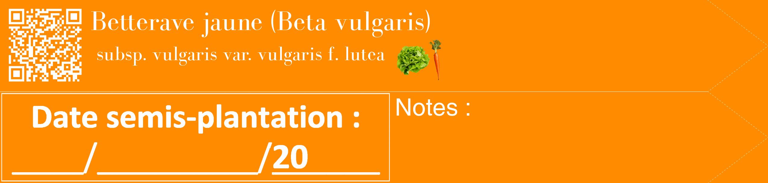 Étiquette de : Beta vulgaris subsp. vulgaris var. vulgaris f. lutea - format c - style blanche23_simple_simplebod avec qrcode et comestibilité simplifiée