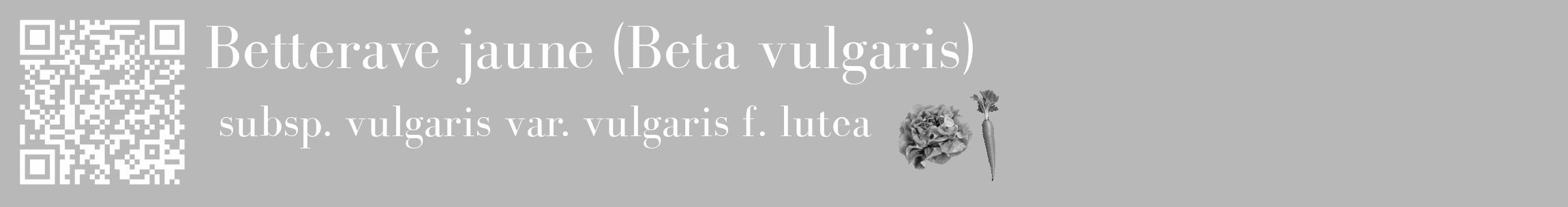 Étiquette de : Beta vulgaris subsp. vulgaris var. vulgaris f. lutea - format c - style blanche39_basique_basiquebod avec qrcode et comestibilité simplifiée