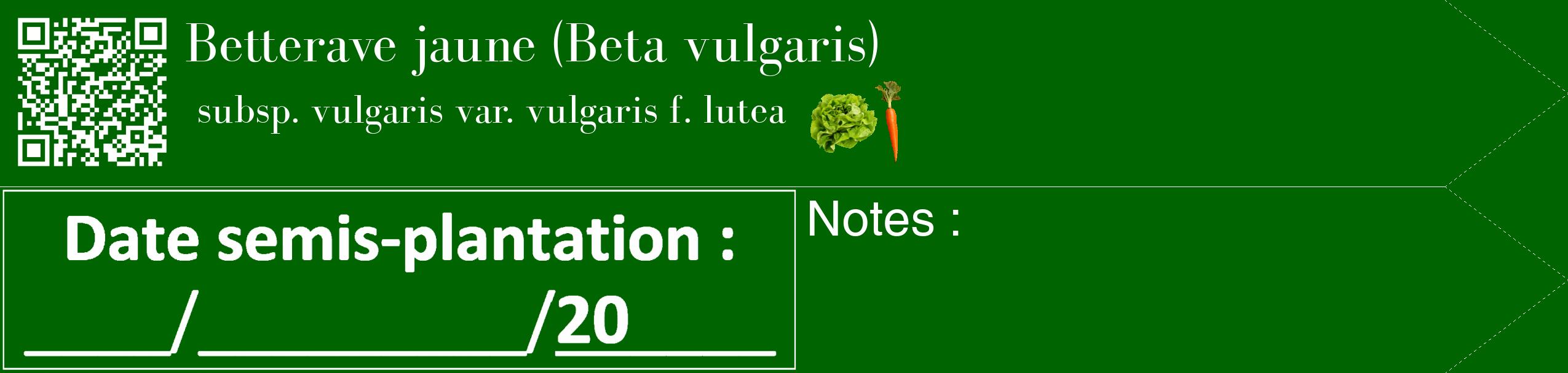 Étiquette de : Beta vulgaris subsp. vulgaris var. vulgaris f. lutea - format c - style blanche8_simple_simplebod avec qrcode et comestibilité simplifiée