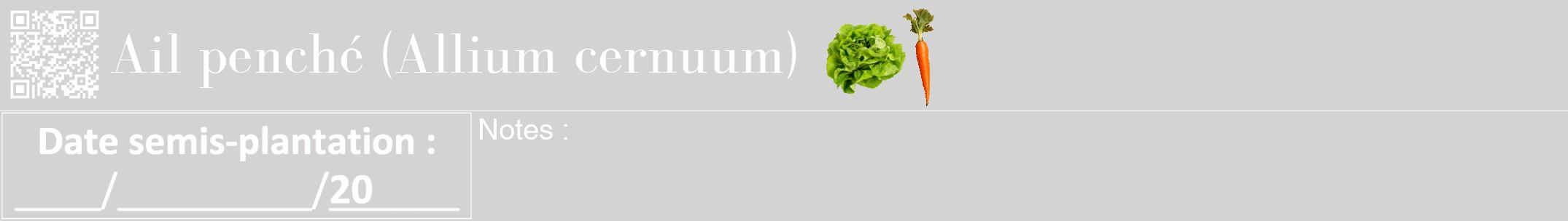 Étiquette de : Allium cernuum - format a - style blanche56bod avec qrcode et comestibilité simplifiée