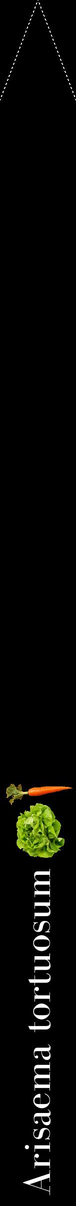 Étiquette de : Arisaema tortuosum - format b - style blanche59bod avec comestibilité simplifiée