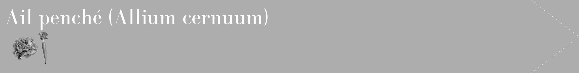 Étiquette de : Allium cernuum - format c - style blanche22_simple_simplebod avec comestibilité simplifiée