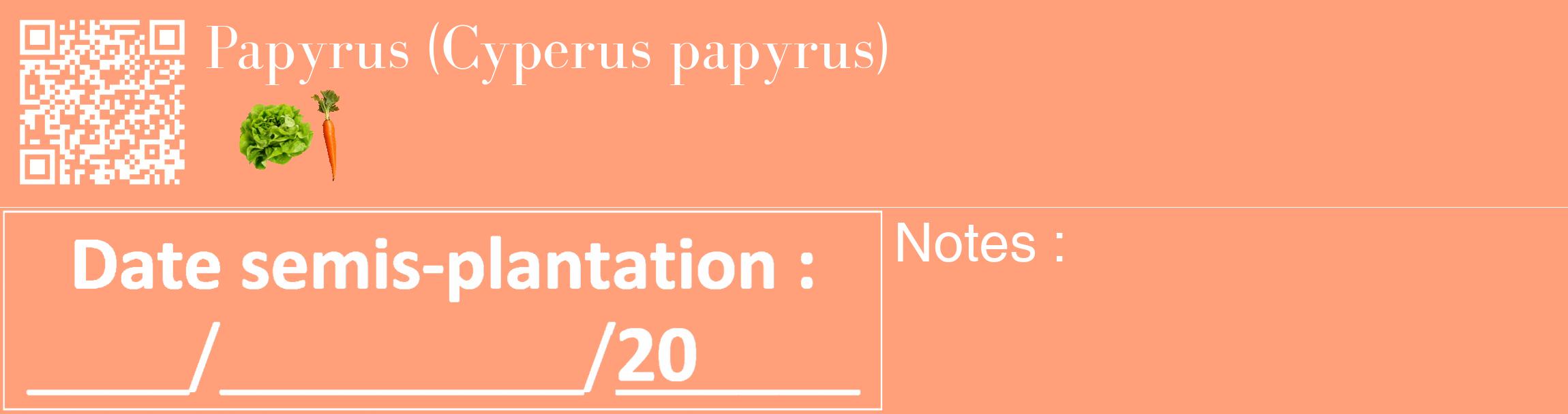 Étiquette de : Cyperus papyrus - format c - style blanche39_basique_basiquebod avec qrcode et comestibilité simplifiée