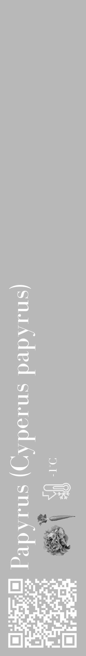 Étiquette de : Cyperus papyrus - format c - style blanche39_basique_basiquebod avec qrcode et comestibilité simplifiée - position verticale
