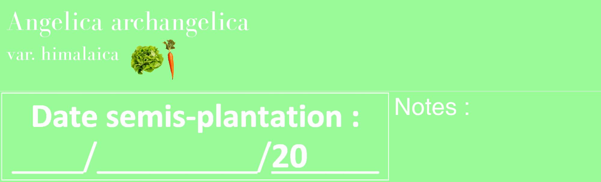 Étiquette de : Angelica archangelica var. himalaica - format c - style blanche14_basique_basiquebod avec comestibilité simplifiée