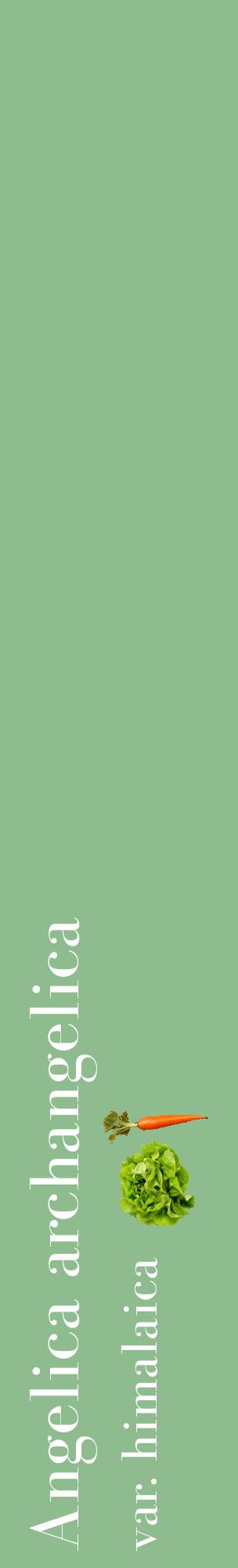 Étiquette de : Angelica archangelica var. himalaica - format c - style blanche13_basiquebod avec comestibilité simplifiée