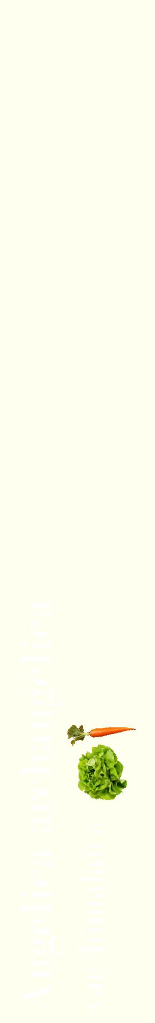 Étiquette de : Angelica archangelica var. himalaica - format c - style blanche19_basiquebod avec comestibilité simplifiée