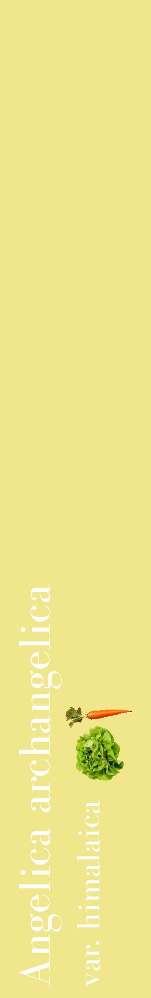 Étiquette de : Angelica archangelica var. himalaica - format c - style blanche20_basiquebod avec comestibilité simplifiée
