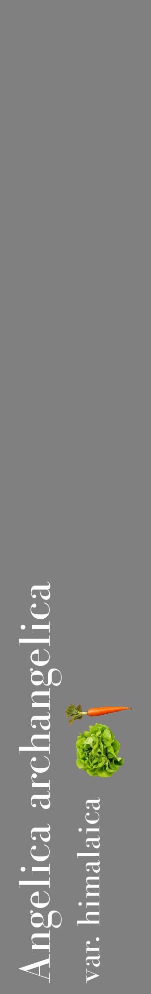 Étiquette de : Angelica archangelica var. himalaica - format c - style blanche57_basiquebod avec comestibilité simplifiée