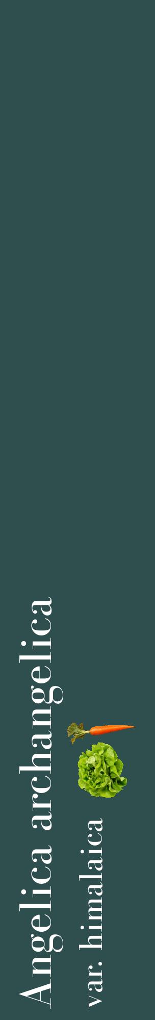 Étiquette de : Angelica archangelica var. himalaica - format c - style blanche58_basiquebod avec comestibilité simplifiée