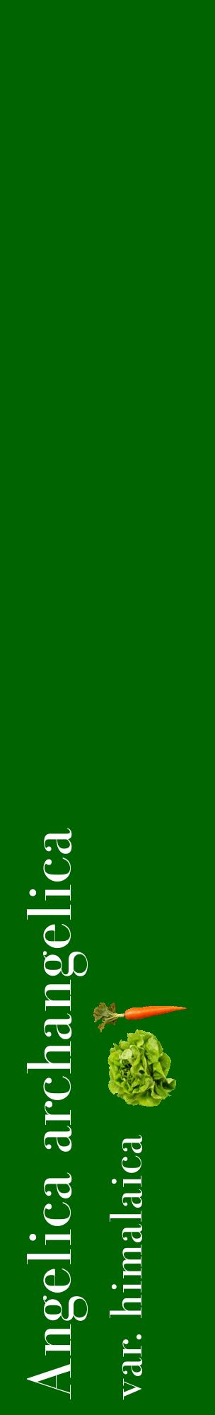 Étiquette de : Angelica archangelica var. himalaica - format c - style blanche8_basiquebod avec comestibilité simplifiée