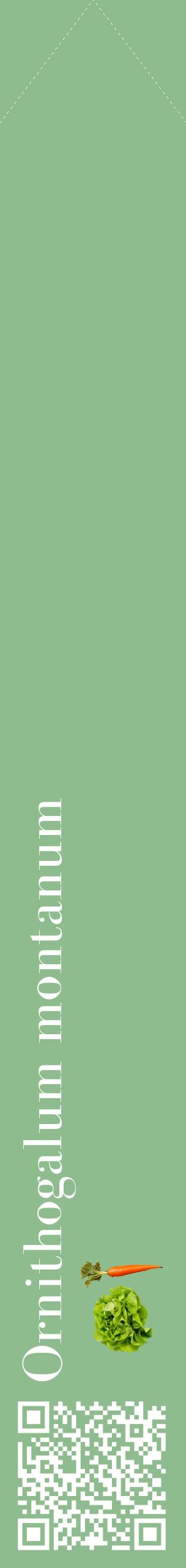 Étiquette de : Ornithogalum montanum - format c - style blanche13_simplebod avec qrcode et comestibilité simplifiée