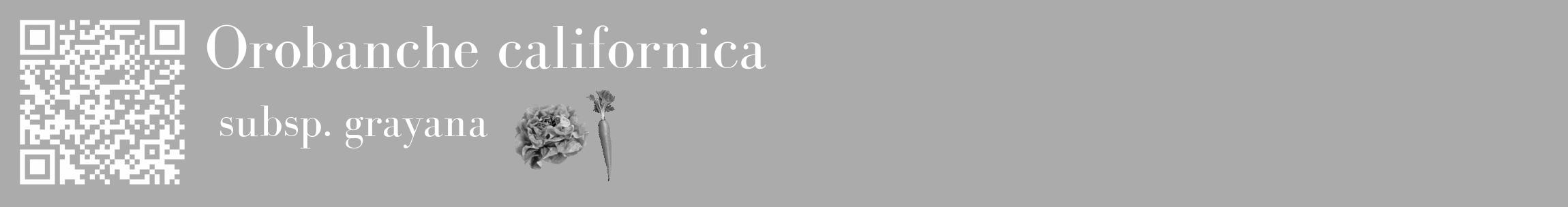Étiquette de : Orobanche californica subsp. grayana - format c - style blanche37_basique_basiquebod avec qrcode et comestibilité simplifiée