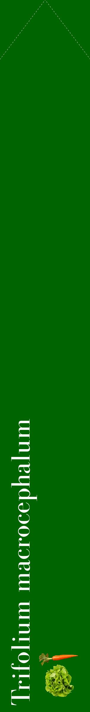 Étiquette de : Trifolium macrocephalum - format c - style blanche8simple_simple_simplebod avec comestibilité simplifiée - position verticale