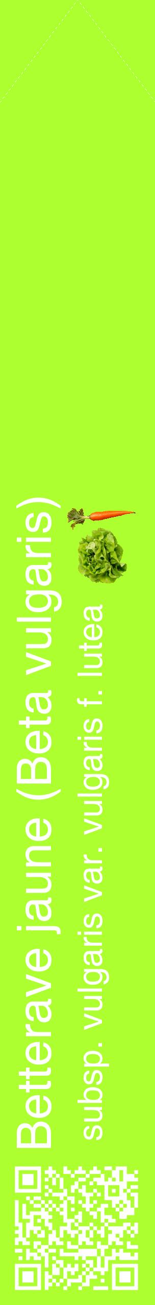 Étiquette de : Beta vulgaris subsp. vulgaris var. vulgaris f. lutea - format c - style blanche17_simplehel avec qrcode et comestibilité simplifiée