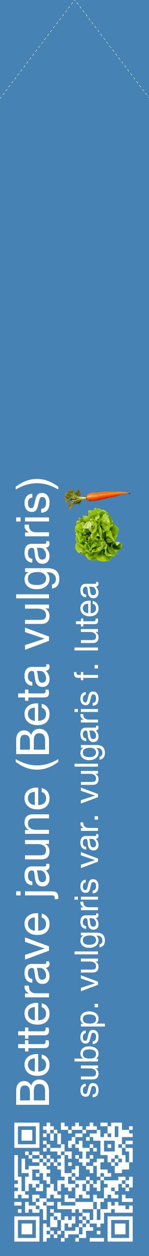 Étiquette de : Beta vulgaris subsp. vulgaris var. vulgaris f. lutea - format c - style blanche5_simplehel avec qrcode et comestibilité simplifiée