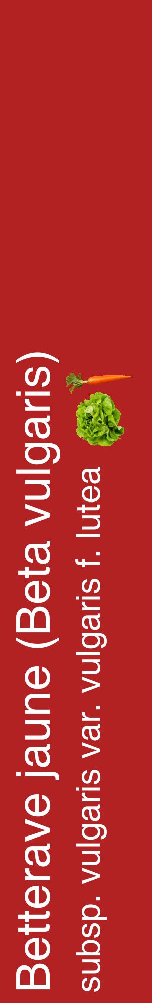 Étiquette de : Beta vulgaris subsp. vulgaris var. vulgaris f. lutea - format c - style blanche28_basiquehel avec comestibilité simplifiée