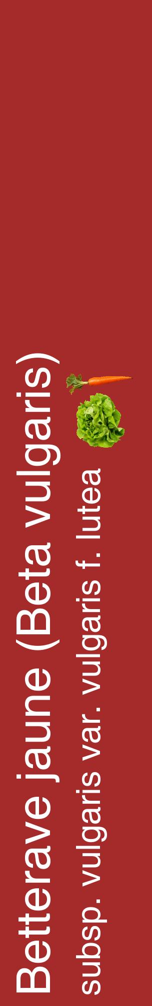Étiquette de : Beta vulgaris subsp. vulgaris var. vulgaris f. lutea - format c - style blanche33_basiquehel avec comestibilité simplifiée