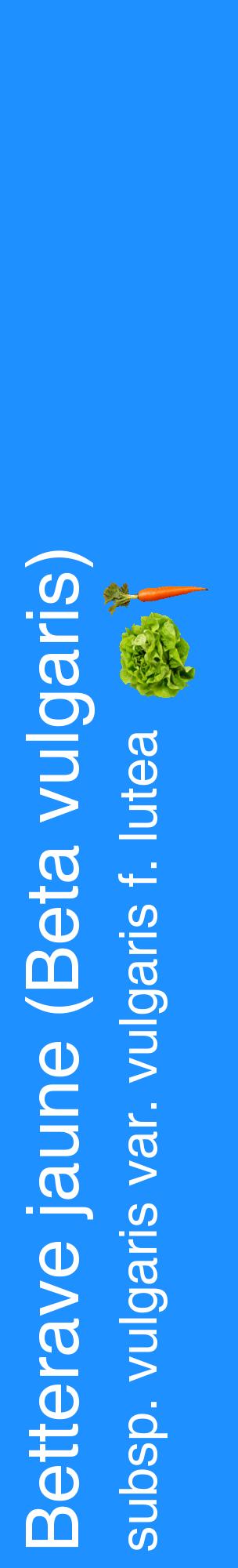 Étiquette de : Beta vulgaris subsp. vulgaris var. vulgaris f. lutea - format c - style blanche3_basiquehel avec comestibilité simplifiée