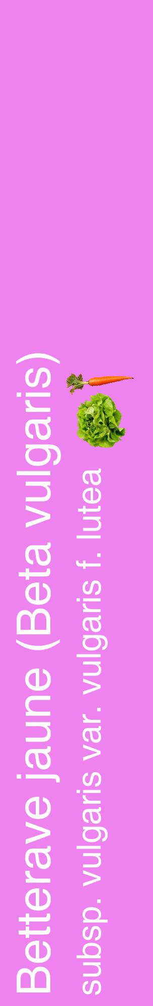 Étiquette de : Beta vulgaris subsp. vulgaris var. vulgaris f. lutea - format c - style blanche53_basiquehel avec comestibilité simplifiée