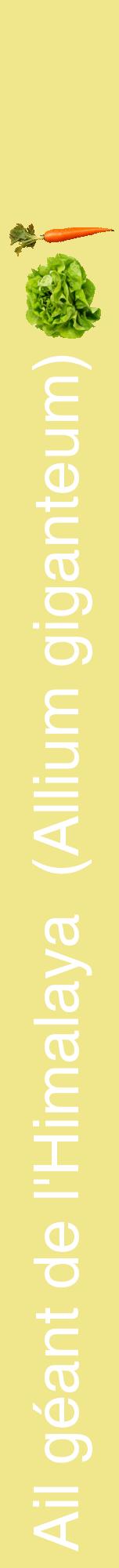 Étiquette de : Allium giganteum - format a - style blanche20hel avec comestibilité simplifiée