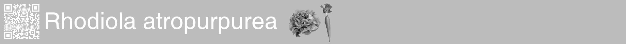 Étiquette de : Rhodiola atropurpurea - format a - style blanche1hel avec qrcode et comestibilité simplifiée