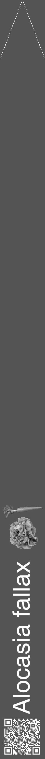 Étiquette de : Alocasia fallax - format b - style blanche30hel avec qrcode et comestibilité simplifiée - position verticale